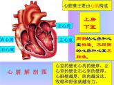 4.3输送血液的泵—心脏课件2021-- 2022学年人教版生物七年级下册