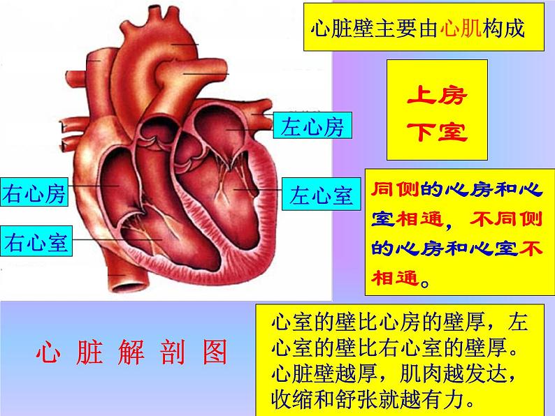 4.3输送血液的泵—心脏课件2021-- 2022学年人教版生物七年级下册第5页