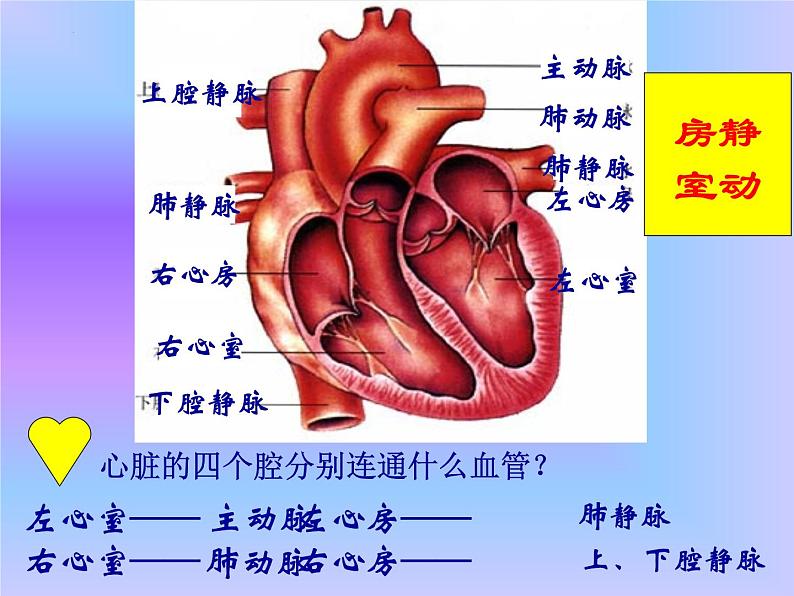 4.3输送血液的泵—心脏课件2021-- 2022学年人教版生物七年级下册第6页