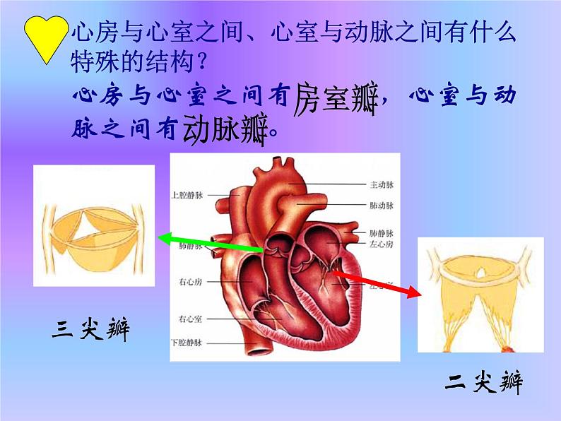 4.3输送血液的泵—心脏课件2021-- 2022学年人教版生物七年级下册第7页