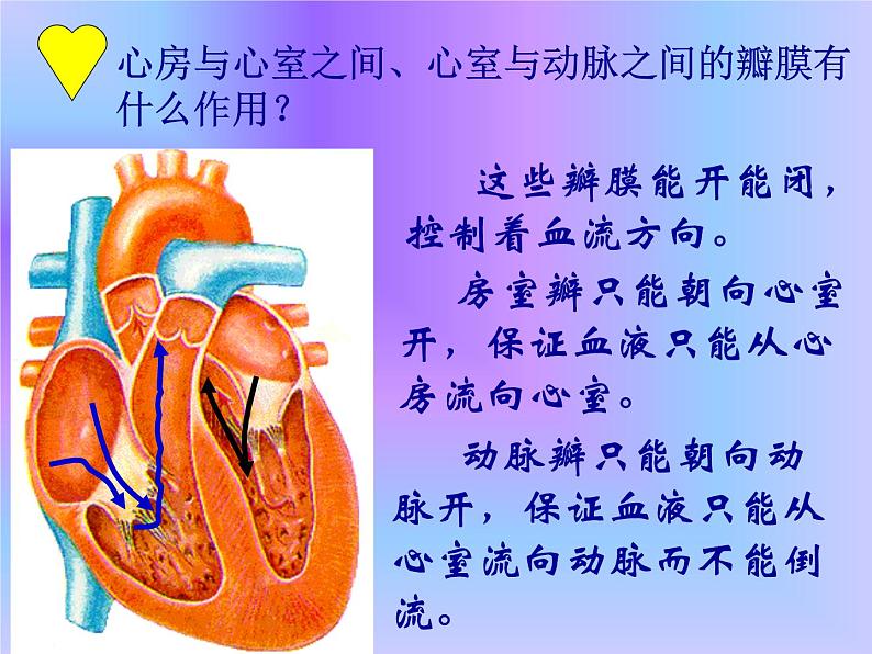 4.3输送血液的泵—心脏课件2021-- 2022学年人教版生物七年级下册第8页