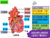 4.3输送血液的泵—心脏课件2021--2022学年人教版生物七年级下册