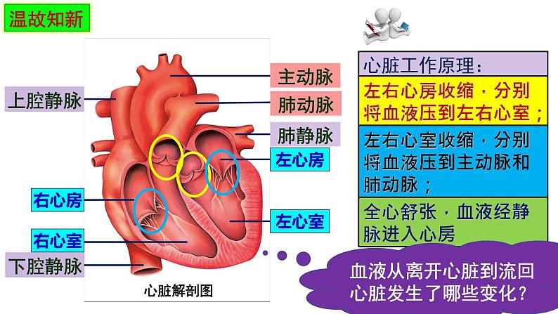 4.3输送血液的泵—心脏课件2021--2022学年人教版生物七年级下册第1页