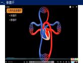 4.3输送血液的泵—心脏课件2021--2022学年人教版生物七年级下册