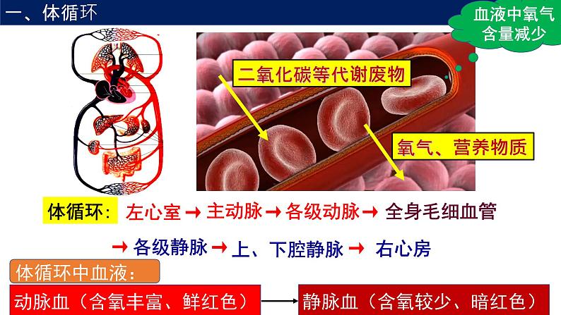 4.3输送血液的泵—心脏课件2021--2022学年人教版生物七年级下册第6页