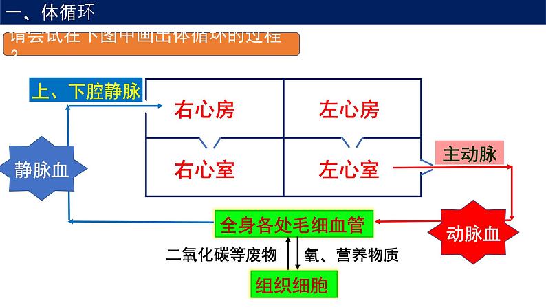 4.3输送血液的泵—心脏课件2021--2022学年人教版生物七年级下册第7页