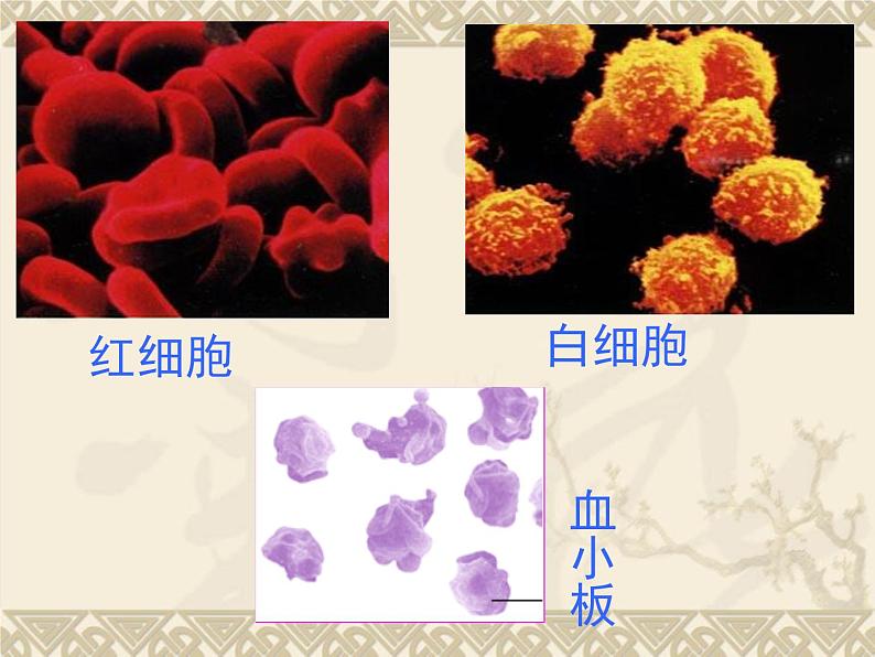 4.4.1流动的组织- -血液课件2021--2022学年人教版生物七年级下册07