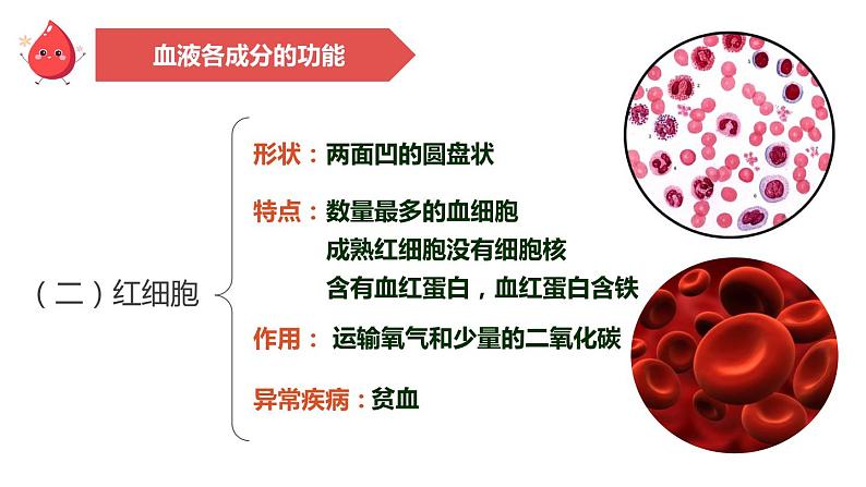 4.4.1流动的组织—血液课件2021-2022学年人教版生物七年级下册第8页