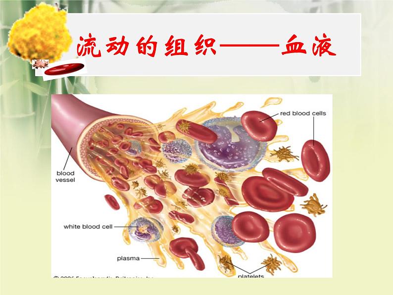 4.4.1流动的组织—— 血液课件2021--2022学年人教版生物七年级下册02