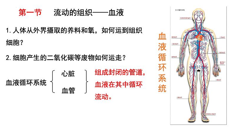 4.4.1流动的组织——血液课件2021-2022学年 人教版生物七年级下册第1页