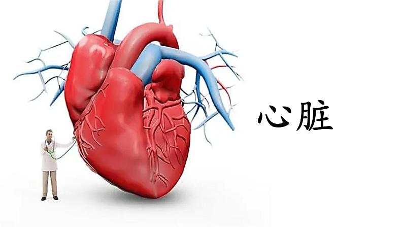 4.4.3输送血液的泵——心脏课件2021-2022学年人教版生物七年级下册第2页