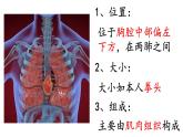 4.4.3输送血液的泵——心脏课件2021-2022学年人教版生物七年级下册