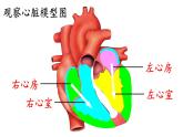 4.4.3输送血液的泵——心脏课件2021-2022学年人教版生物七年级下册