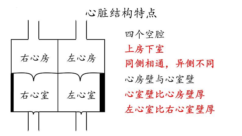 4.4.3输送血液的泵——心脏课件2021-2022学年人教版生物七年级下册05