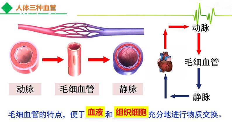 4.4.3运输血液的泵——心脏(第一课时)课件2021--2022学年人教版生物七年级下册第1页