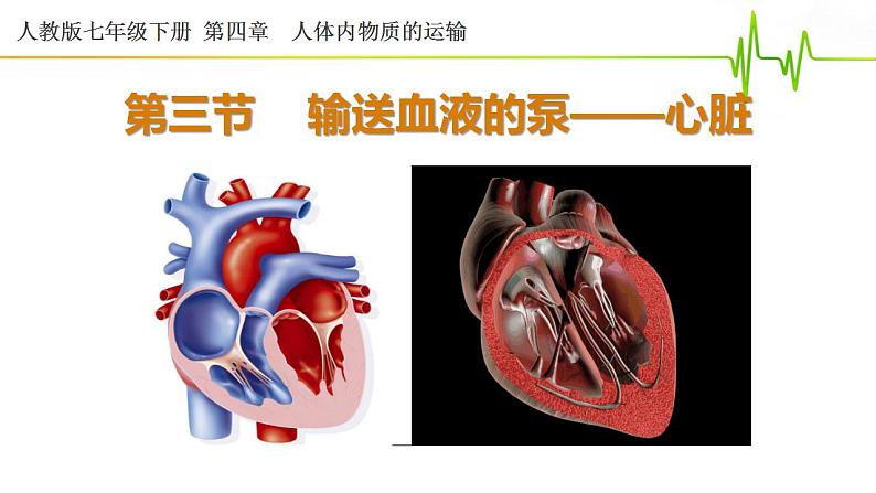 4.4.3运输血液的泵——心脏(第一课时)课件2021--2022学年人教版生物七年级下册第2页