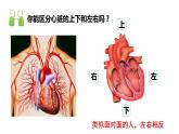 4.4.3运输血液的泵——心脏(第一课时)课件2021--2022学年人教版生物七年级下册