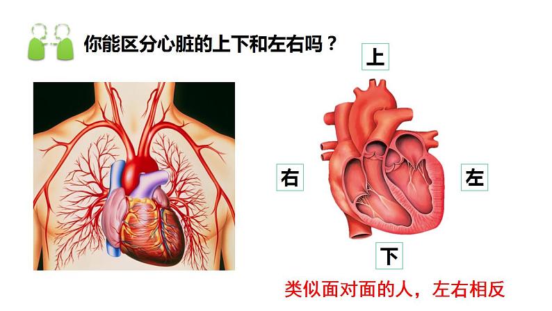 4.4.3运输血液的泵——心脏(第一课时)课件2021--2022学年人教版生物七年级下册第4页