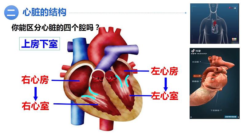 4.4.3运输血液的泵——心脏(第一课时)课件2021--2022学年人教版生物七年级下册第5页