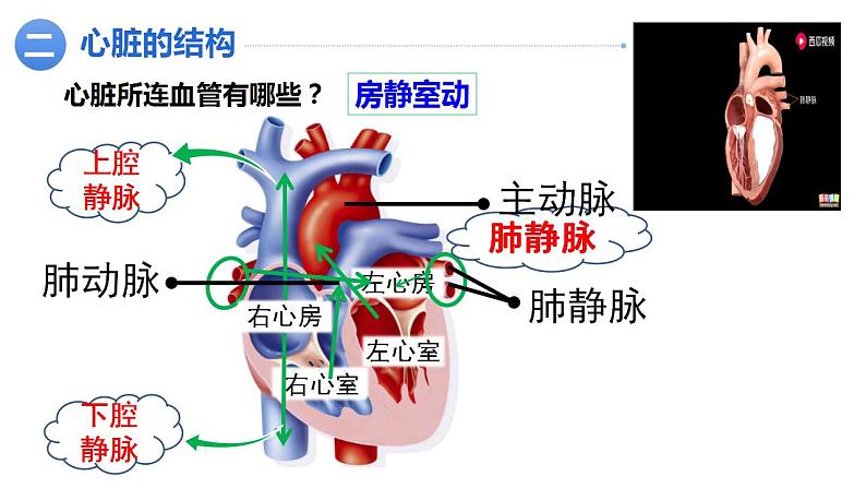 4.4.3运输血液的泵——心脏(第一课时)课件2021--2022学年人教版生物七年级下册第6页