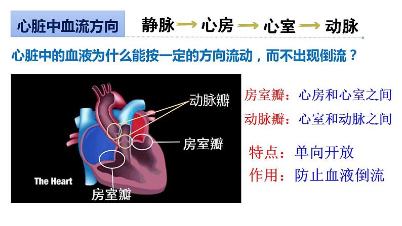 4.4.3运输血液的泵——心脏(第一课时)课件2021--2022学年人教版生物七年级下册第8页