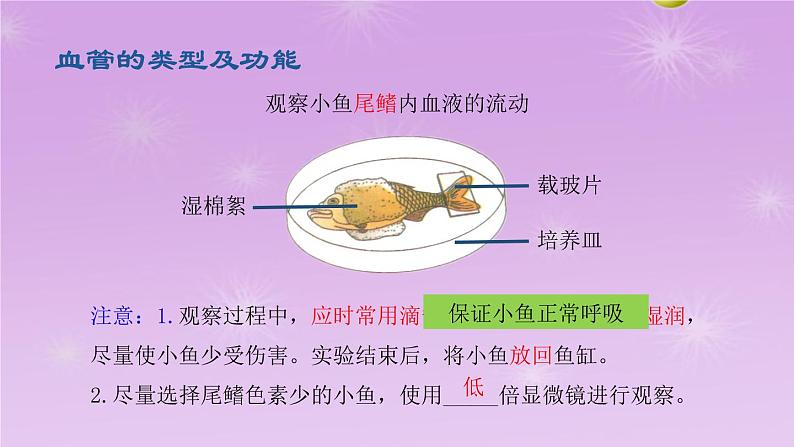 4.4.2血流的管道—血管课件2021-2022学年人教版七年级生物下册04