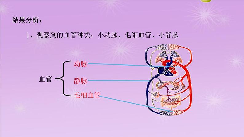 4.4.2血流的管道—血管课件2021-2022学年人教版七年级生物下册06