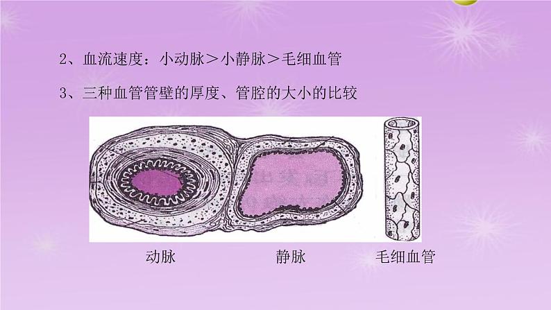 4.4.2血流的管道—血管课件2021-2022学年人教版七年级生物下册07