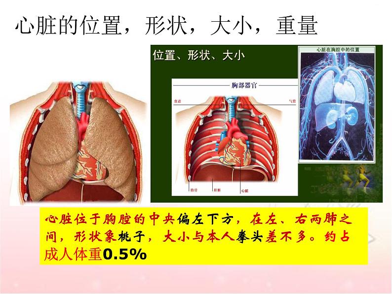 4.4.3输送血液的泵—心脏课件2021-2022学年人教版七年级生物下册第2页