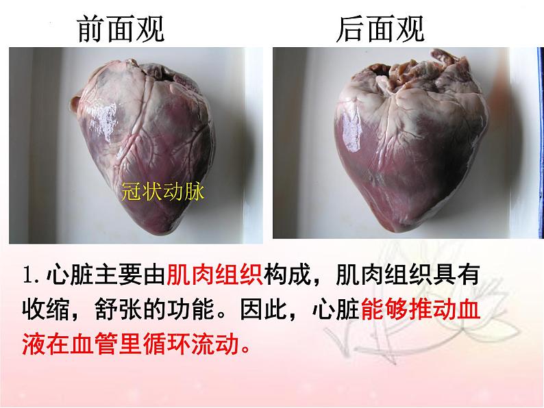 4.4.3输送血液的泵—心脏课件2021-2022学年人教版七年级生物下册第5页