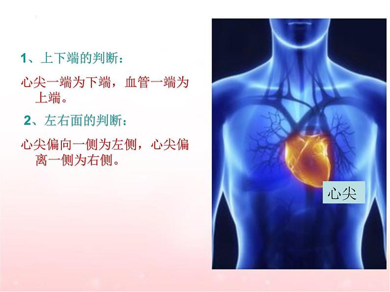 4.4.3输送血液的泵—心脏课件2021-2022学年人教版七年级生物下册第6页