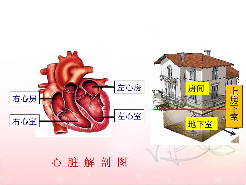 4.4.3输送血液的泵—心脏课件2021-2022学年人教版七年级生物下册第7页