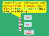 4.4.1流动的组织----血液课件2021-2022学年人教版生物七年级下册