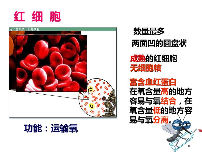 4.4.1流动的组织--血液课件2021-2022学年人教版生物七年级下册08