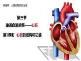 4.4.3输送血液的泵——心脏（第1课时）课件2021--2022学年人教版七年级下册生物