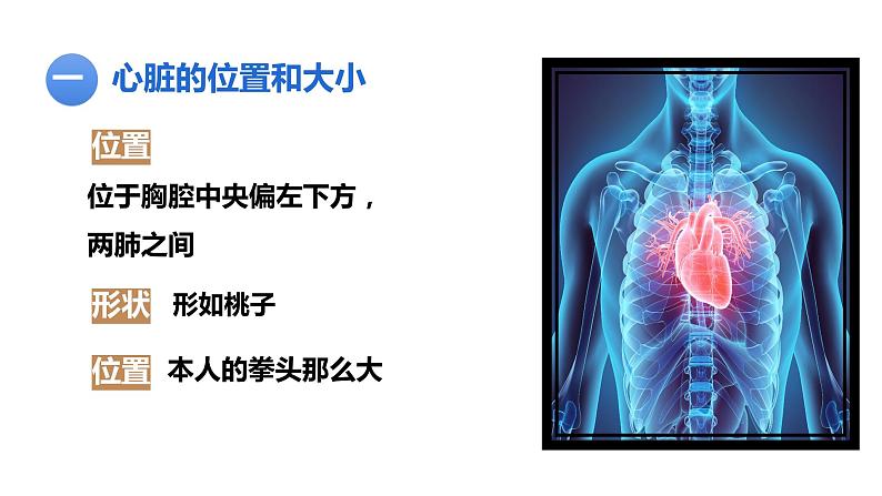 4.4.3输送血液的泵——心脏（第1课时）课件2021--2022学年人教版七年级下册生物第6页