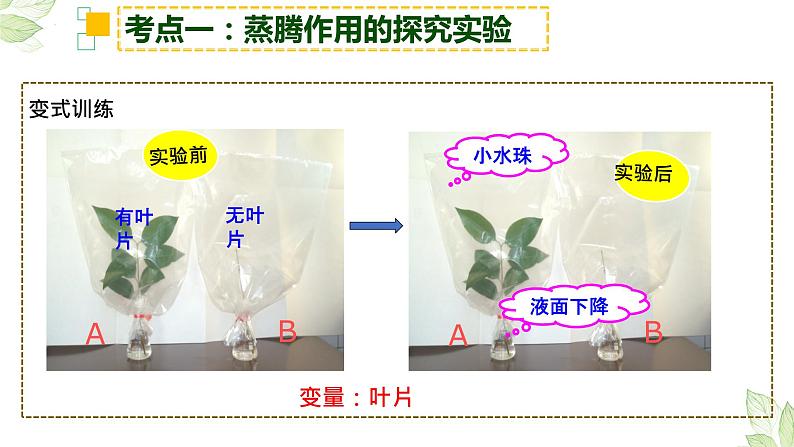 2022年生物中考绿色植物三大生理作用专题复习07