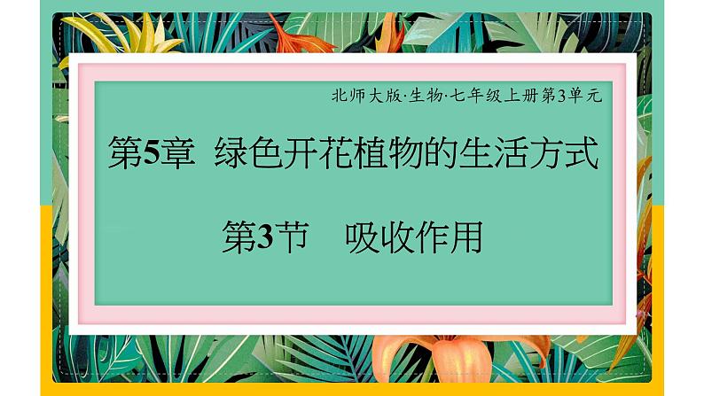 5.3《吸收作用》课件PPT+教案+同步练习01