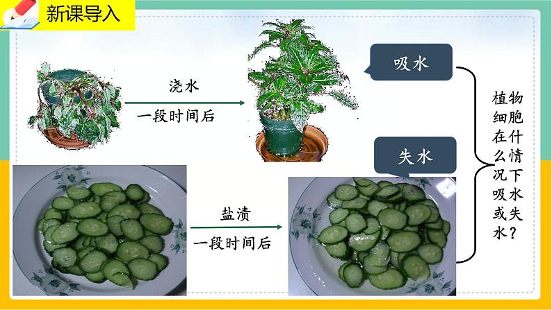 5.3《吸收作用》课件PPT+教案+同步练习02