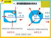 5.3《吸收作用》课件PPT+教案+同步练习