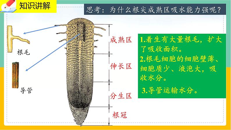 5.3《吸收作用》课件PPT+教案+同步练习05