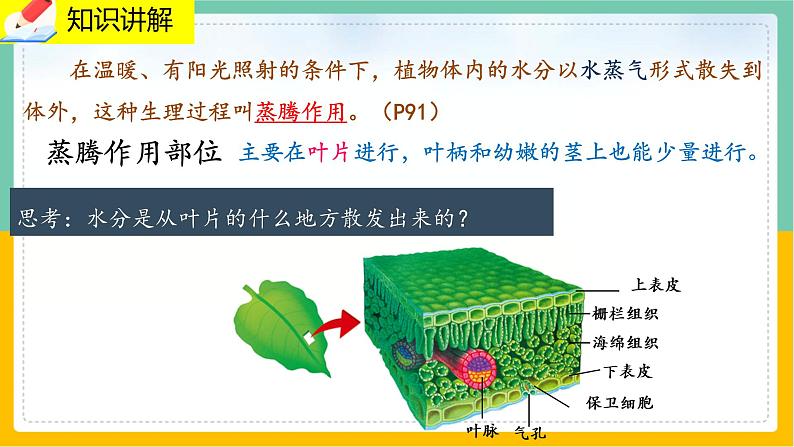 5.4《蒸腾作用》课件PPT+教案+同步练习05