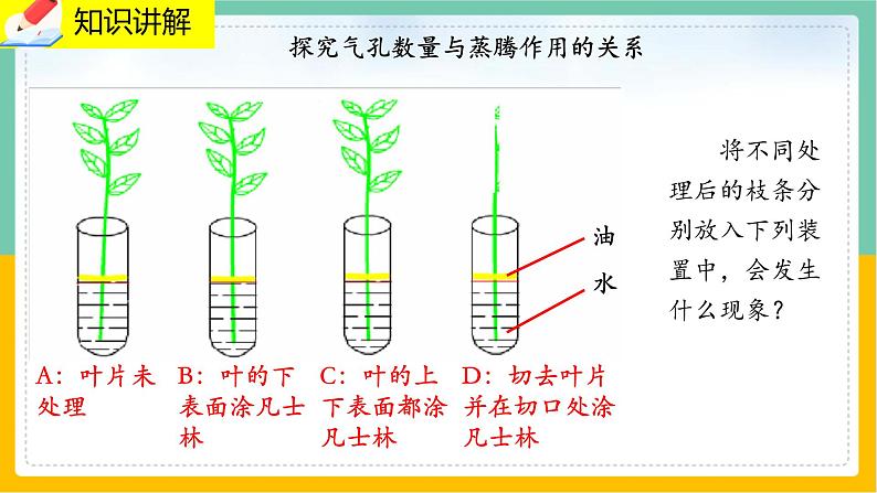 5.4《蒸腾作用》课件PPT+教案+同步练习07