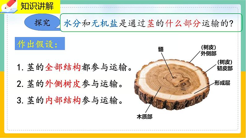 5.5《运输作用》课件PPT第4页
