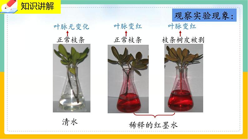 5.5《运输作用》课件PPT第7页