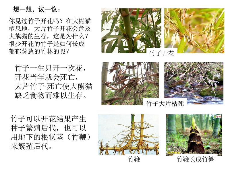 7.1.1《植物的生殖》课件02