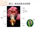 7.1.1 植物的生殖 课件