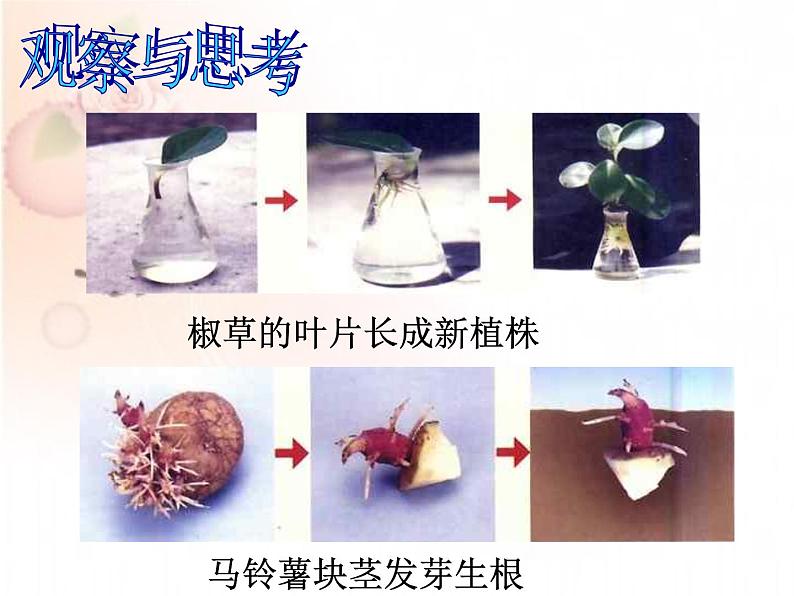 7.1.1 植物的生殖 课件07