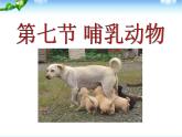 5.1.7 哺乳动物课件
