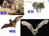 5.1.7 哺乳动物课件